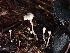  ( - FDS-CA-08061)  @11 [ ] by (2024) Mandy Hackney Fungal Diversity Survey