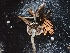  ( - FDS-CA-08061)  @11 [ ] by (2024) Mandy Hackney Fungal Diversity Survey