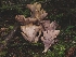  ( - FDS-CA-08010)  @11 [ ] by (2024) Mandy Hackney Fungal Diversity Survey