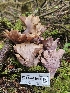  ( - FDS-CA-08010)  @11 [ ] by (2024) Mandy Hackney Fungal Diversity Survey