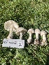  ( - FDS-CA-07528)  @11 [ ] c (2024) Marinna Grijalva Fungal Diversity Survey