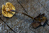  ( - FDS-CA-05447)  @11 [ ] by-nc (2024) Unspecified Fungal Diversity Survey