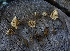  ( - FDS-CA-05447)  @11 [ ] by-nc (2024) Unspecified Fungal Diversity Survey
