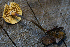  ( - FDS-CA-05447)  @11 [ ] by-nc (2024) Unspecified Fungal Diversity Survey