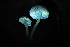  ( - FDS-CA-05882)  @11 [ ] by-nc (2024) Dean Lyons Fungal Diversity Survey
