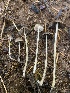  (Psathyrella rufogrisea - FDS-CA-07526)  @11 [ ] c (2024) Marinna Grijalva Fungal Diversity Survey