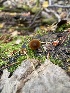 ( - FDS-CA-07532)  @11 [ ] c (2024) Marinna Grijalva Fungal Diversity Survey