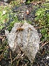  ( - FDS-CA-07532)  @11 [ ] c (2024) Marinna Grijalva Fungal Diversity Survey