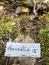  ( - FDS-CA-07532)  @11 [ ] c (2024) Marinna Grijalva Fungal Diversity Survey