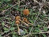  (Conocybe sp. ON01 - FDS-CA-06794)  @11 [ ] by (2024) Justin Paulin Fungal Diversity Survey