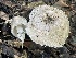  ( - FDS-CA-07841)  @11 [ ] by-nc (2024) Damon Tighe Fungal Diversity Survey