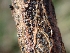  (Diatrype glomeraria - FDS-CA-07604)  @11 [ ] by-nc (2024) Sadie Hickey Fungal Diversity Survey