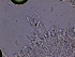  ( - FDS-CA-00861)  @11 [ ] by-nc (2024) Dean Lyons Fungal Diversity Survey