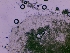  ( - FDS-CA-00861)  @11 [ ] by-nc (2024) Dean Lyons Fungal Diversity Survey