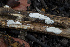  (Hyphoderma sp. CA01 - FDS-CA-00861)  @11 [ ] by-nc (2024) Dean Lyons Fungal Diversity Survey