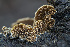  ( - FDS-CA-00858)  @11 [ ] by-nc (2024) Dean Lyons Fungal Diversity Survey