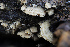  ( - FDS-CA-00858)  @11 [ ] by-nc (2024) Dean Lyons Fungal Diversity Survey