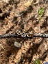  ( - FDS-CA-07535)  @11 [ ] c (2024) Marinna Grijalva Fungal Diversity Survey
