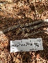  ( - FDS-CA-07535)  @11 [ ] c (2024) Marinna Grijalva Fungal Diversity Survey