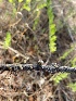 ( - FDS-CA-07535)  @11 [ ] c (2024) Marinna Grijalva Fungal Diversity Survey
