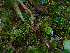  ( - FDS-CA-06617)  @11 [ ] by (2024) Justin Paulin Fungal Diversity Survey