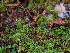  ( - FDS-CA-06617)  @11 [ ] by (2024) Justin Paulin Fungal Diversity Survey
