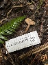  ( - FDS-CA-00865)  @11 [ ] by-nc (2024) Dean Lyons Fungal Diversity Survey