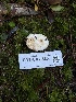  ( - FDS-CA-05837)  @11 [ ] by-nc (2024) Dean Lyons Fungal Diversity Survey