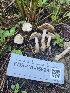  ( - FDS-CA-05828)  @11 [ ] by-nc (2024) Dean Lyons Fungal Diversity Survey