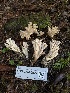  ( - FDS-CA-06922)  @11 [ ] by-nc (2024) Dean Lyons Fungal Diversity Survey