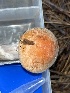  ( - FDS-CA-00855)  @11 [ ] by-nc (2024) Dean Lyons Fungal Diversity Survey