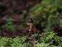  ( - FDS-CA-06617)  @11 [ ] by (2024) Justin Paulin Fungal Diversity Survey