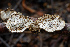  ( - FDS-CA-06931)  @11 [ ] by-nc (2024) Dean Lyons Fungal Diversity Survey