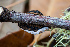  ( - FDS-CA-06931)  @11 [ ] by-nc (2024) Dean Lyons Fungal Diversity Survey