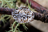  ( - FDS-CA-06931)  @11 [ ] by-nc (2024) Dean Lyons Fungal Diversity Survey
