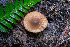  ( - FDS-CA-00865)  @11 [ ] by-nc (2024) Dean Lyons Fungal Diversity Survey