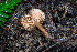  ( - FDS-CA-00865)  @11 [ ] by-nc (2024) Dean Lyons Fungal Diversity Survey
