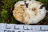  ( - FDS-CA-05837)  @11 [ ] by-nc (2024) Dean Lyons Fungal Diversity Survey