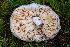  (Lactarius desjardinii - FDS-CA-05837)  @11 [ ] by-nc (2024) Dean Lyons Fungal Diversity Survey