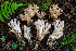  (Ramaria acrisiccescens - FDS-CA-06922)  @11 [ ] by-nc (2024) Dean Lyons Fungal Diversity Survey