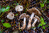  (Hebeloma sp. CA08 - FDS-CA-05828)  @11 [ ] by-nc (2024) Dean Lyons Fungal Diversity Survey