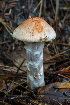  ( - FDS-CA-00855)  @11 [ ] by-nc (2024) Dean Lyons Fungal Diversity Survey