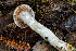  ( - FDS-CA-00855)  @11 [ ] by-nc (2024) Dean Lyons Fungal Diversity Survey