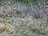  (Trichoglossum sp. MI05 - FDS-CA-06620)  @11 [ ] by (2024) Justin Paulin Fungal Diversity Survey