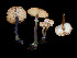  ( - FDS-CA-06621)  @11 [ ] by (2024) Justin Paulin Fungal Diversity Survey