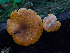  ( - FDS-CA-06621)  @11 [ ] by (2024) Justin Paulin Fungal Diversity Survey