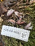  (Penicillium bialowiezense - FDS-CA-06927)  @11 [ ] by-nc (2024) Dean Lyons Fungal Diversity Survey