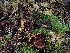  ( - FDS-CA-08060)  @11 [ ] by (2024) Mandy Hackney Fungal Diversity Survey