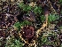  ( - FDS-CA-08060)  @11 [ ] by (2024) Mandy Hackney Fungal Diversity Survey