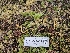  ( - FDS-CA-08060)  @11 [ ] by (2024) Mandy Hackney Fungal Diversity Survey